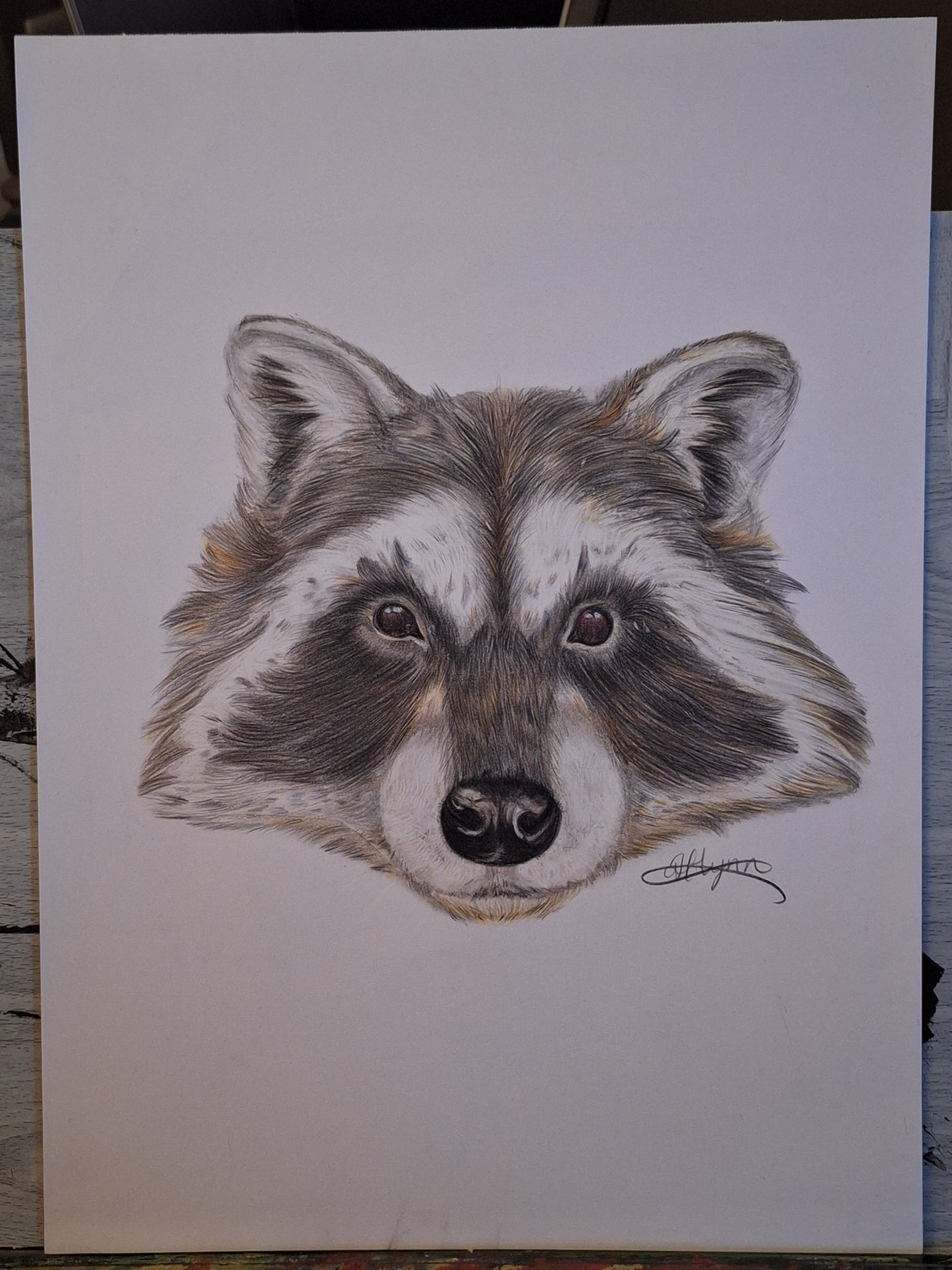 Raccoon